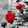 Red Roses