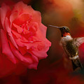 After The Big Rose