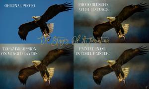 The Stages of A Wildlife Painting