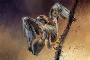 New Limited Edition Red Tailed Hawk Art Titled Lift Off